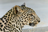 Arabian leopard (Panthera pardus nimr) portrait, Saudi Arabia
