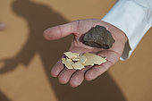 Egg’s shells of Arabian ostrich (Struthio camelus syriacus), extinct subspecies, Nafud desert, Saudi Arabia
