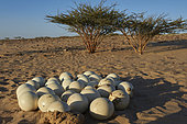 Eggs of African ostrich (Struthio camelus camelus), introduced substitute subspecies, Najd Plateau, Saudi Arabia