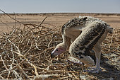 Lappet-faced vulture’s chick (Trogos tracheliotus) on nest, Najd Plateau, Saudi Arabia