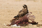 Black kite (Milvus migrans) on carrion, Najd Plateau, Saudi Arabia