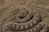 Arabian horned viper (Cerastes gasparettii), Saudi Arabia