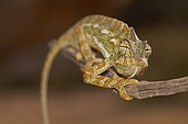 Common chameleon (Chamaeleo chamaeleon orientalis) on a branch, Taïf, Al-Shafa, Saudi Arabia