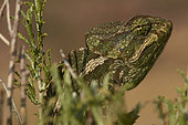 Portrait of Common chameleon (Chamaeleo chamaeleon orientalis), Taïf, Al-Shafa, Saudi Arabia
