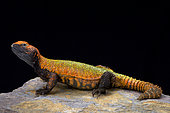 North African Spiny-tailed Lizard (Uromastyx acanthinurus), Morocco