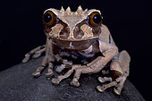 Spiny-headed tree frog (Anotheca spinosa), Costa Rica