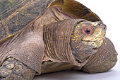 Giant Asian pond turtle (Heosemys grandis), Thailand