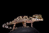 Butterfly forest gecko (Cyrtodactylus papilionoides), Thailand