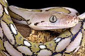 Portrait of Reticulated python (Malayopython reticulatus)