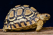 Leopard tortoise (Stigmochelys pardalis), Uganda