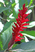 Fleur de Gingembre rouge en Guadeloupe.