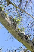 Epiphytes sur une branche de Fromager en Guadeloupe.