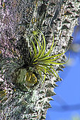 Epiphyte sur une branche de Fromager en Guadeloupe.