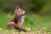 Red fox (Vulpes vulpes) young scratching, Grand Est, France