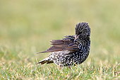 Common Starling (Sturnus vulgaris) grooming in the grass, France