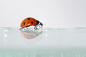Sevenspotted lady beetle (Coccinella septempunctata) walking on a window, France