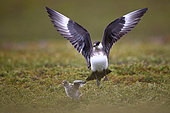 Arctic Skua (Stercorarius parasiticus) pursuing a chick in the tundra, Norway