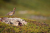 Red Grouse (Lagopus lagopus) in the tundra, Norway
