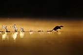 Little Grebe (Tachybaptus ruficollis) taking off the water at dawn, Grand Est, France