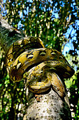 Dwarf Reticulated Python (Malayopython reticulatus saputrai) on a branch, Selayar Island, Indonesia