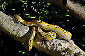 Dwarf Reticulated Python (Malayopython reticulatus saputrai) on a branch, Selayar Island, Indonesia