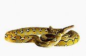 Dwarf Reticulated Python (Malayopython reticulatus saputrai) on white background, Selayar Island, Indonesia