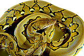 Dwarf Reticulated Python (Malayopython reticulatus saputrai) on white background, Selayar Island, Indonesia