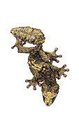 Pietschmann's leaf-tailed gecko (Uroplatus pietschmanni) on white background, Alaotra-Mangoro, Madagascar