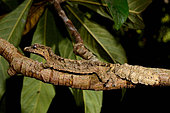 Pietschmann's leaf-tailed gecko (Uroplatus pietschmanni) on a branch, Alaotra-Mangoro, Madagascar