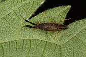 1199 Heterotoma planicornis Miridae Hemiptera Lieu : Oasis Evere Belgique petite zone boisée de 3 hectares, date : 30 07 2009 IMG_4081.JPG