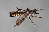 1413 Choerades fimbriata sur une vitre face dorsale Asilidae Diptera Lieu: Sieuras 09130 Ariège France date: 9 09 2010 IMG_9723.JPG