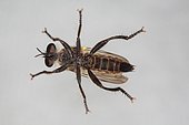 1415 Choerades fimbriata sur une vitre face ventrale Asilidae Diptera Lieu: Sieuras 09130 Ariège France date: 9 09 2010 IMG_9729.JPG