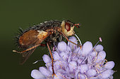 1429 Tachina fera Tachinidae Diptera Lieu : Sur la caire de Mauvezin 31230 France date : 11 09 2010 IMG_0720.JPG