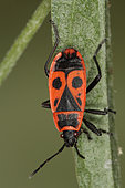 1624 Pyrrhocoris apterus Pyrrhocoridae Hemiptera Lieu : Sur la caire de Mauvezin 31230 France date : 10 09 2010 IMG_0228.JPG