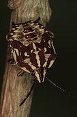 1648 Carpocoris purpureipennis Larve Pentatomidae Hemiptera Lieu : Sur la caire de Mauvezin 31230 France date : 11 09 2010 IMG_0754.JPG
