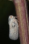 1795 Metcalfa pruinosa Flatidae Hemiptera Lieu: Sieuras 09130 Ariège France date: 18 09 2012 IMG_0219.JPG