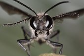 1930 Isodontia mexicana Sphecidae Hymenoptera Lieu: Sieuras 09130 Ariège France date: 9 09 2010 IMG_9544.JPG