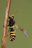 1952 Polistes dominulus Parasitée par un Strpsiiptère Vespidae Hymenoptera Lieu: Sieuras 09130 Ariège France date: 9 09 2010 IMG_9502.JPG