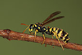 1958 Polistes dominulus Parasitée par un Strpsiiptère Vespidae Hymenoptera Lieu: Sieuras 09130 Ariège France date: 9 09 2010 IMG_9509.JPG