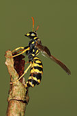 1976 Polistes dominulus Parasitée par un Strpsiiptère Vespidae Hymenoptera Lieu: Sieuras 09130 Ariège France date: 9 09 2010 IMG_9530.JPG
