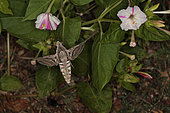 Convolvulus Hawk-moth (Agrius convolvuli) foraging in flight, Sieuras, Ariège, France