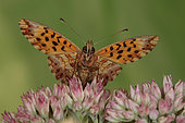 2329 Boloria dia La Petite violette Nymphalidae Lepidoptera Lieu: Sieuras 09130 Ariège France date: 13 09 2010 IMG_1284.JPG