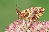 2375 Boloria dia La Petite violette Nymphalidae Lepidoptera Lieu: Sieuras 09130 Ariège France date: 13 09 2010 IMG_1376.JPG