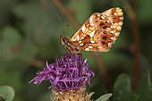 2388 Boloria dia La Petite violette Nymphalidae Lepidoptera Lieu: Sieuras 09130 Ariège France date: 13 09 2010 IMG_1415.JPG