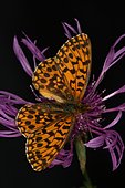 3743 Boloria dia La Petite violette Nymphalidae Lepidoptera Lieu : Mas Azil 09290 Ariège France domaine famille Soulere, date : 2 10 2012 IMG_0614.JPG
