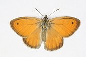 3771 Coenonympha pamphilus Le Fadet commun Nymphalidae Lepidoptera Lieu : Sur la caire de Mauvezin 31230 France date : 27 09 2012 IMG_8463.JPG
