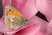 3788 Coenonympha pamphilus Le Fadet commun Nymphalidae Lepidoptera Lieu : Sur la caire de Mauvezin 31230 France date : 27 09 2012 IMG_8482.JPG