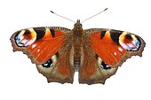Aglais io Le Paon-du-jour Nymphalidae Lepidoptera Lieu : le pas du Portel Loubens 09120 France