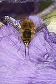 10252 Bombylius major Diptera Lieu: Sieuras 09130 Ariège France date: 1 05 2013 IMG_7185.JPG