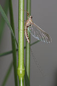 10400 Cloeon dipterum Baetidae Ephemeroptera Lieu: Sieuras 09130 Ariège France date: 5 2013 IMG_3161.JPG